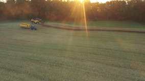 Aerial footage of combine harvester harvesting a ripe rape field. Drone footage, bird's eye view during golden hour in sunrise light.