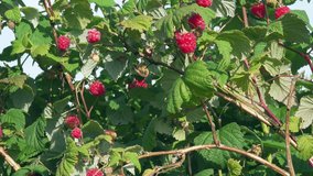 Ripe sweet red raspberries on a branches. Wild raspberry bushes with a lot of red berries. Healthy organic berries. Summer berry harvest. Close up video