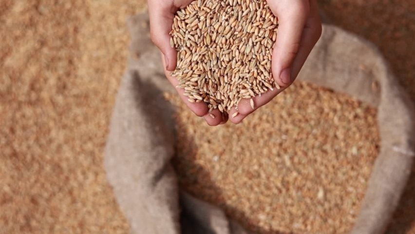 Wheat grains in a hand after good harvest of successful farmer. Hands of farmer puring and sifting wheat grains in a jute sack. agriculture concept. Business man checks the quality of wheat Royalty-Free Stock Footage #1093047339