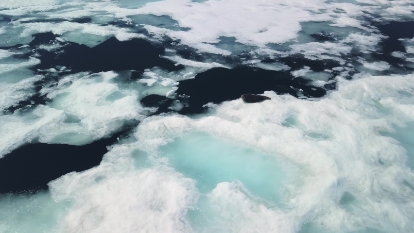 Flight above Baikal seal lies on snow-covered ice floe, spring basking in sun. Lake Baikal cute animals looks at camera closely, fauna wildlife landscape. Sea calf Siberia Russia. Ice floes melting
