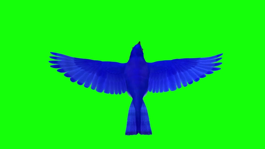 Blue Bird - Flying Around Loop - Top View - 3D Animation - Green Screen  | Shutterstock HD Video #1093052661