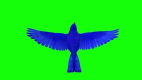 Blue Bird - Flying Around Loop - Top View - 3D Animation - Green Screen 