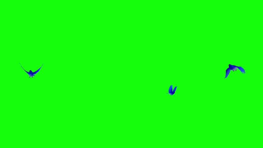 Three Blue Birds - Flying Around Loop - 3D Animation - Green Screen  Royalty-Free Stock Footage #1093052667