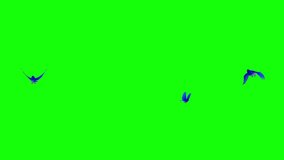 Three Blue Birds - Flying Around Loop - 3D Animation - Green Screen 