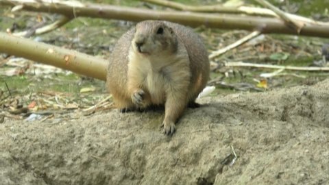 do rabbits and prairie dogs get along