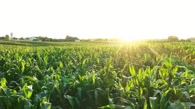 Calm beautiful summer evening rural landscape against of rays of sunlight at sunset. Aerial slow flight back over tops of stars maize on cornfield and farm with cattle baron and grain hangars. - Powered by Shutterstock - Get 15% off with code: PIKWIZARD15