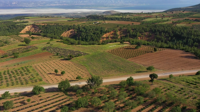 Immature Lavender Field, Forest and Mountains. Aerial View. Isparta Region, Turkey. Drone Flies Forward, Tilt Up. Reveal Shot