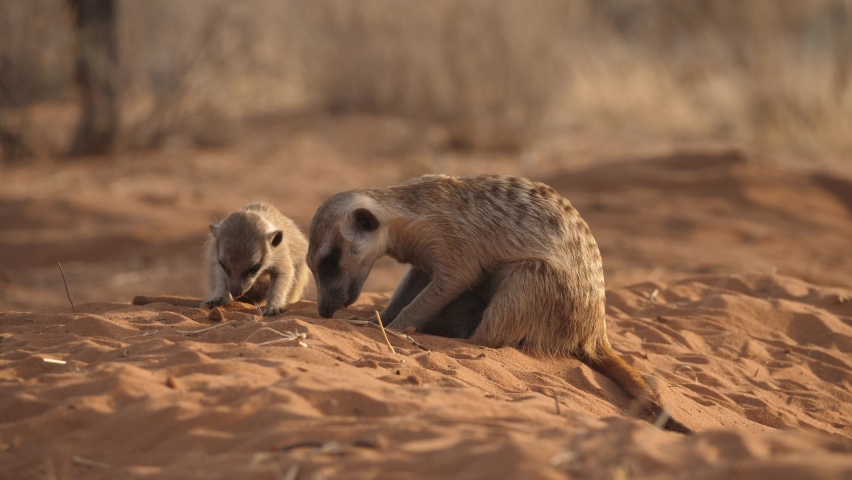 Meerkat pups play in the sand and drink milk while their mother digs for food, closeup. Royalty-Free Stock Footage #1093071905
