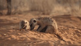 Meerkat pups play in the sand and drink milk while their mother digs for food, closeup.