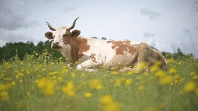 Brown cow on blossom field with yellow flowers. Pasture with lush green grass and blue sky background. UHD 4k video