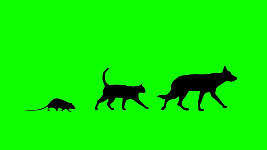 Walking dog, cat and rat, animation on the green background (seamless loop) Royalty-Free Stock Footage #1093073811