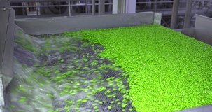 Industrial production of peas in food processing plant, washing and sorting. Transport peas grain on a conveyor for processing in food factory, slow motion. Close up, indoors footage