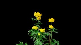 Trollius europaeus, the time period of flowering and flower development, on a black background. 4k video 4096 2304, rare protected plant, alpha channel