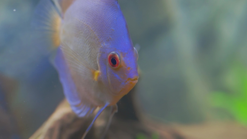 View of blue diamond discus fish cichlid swimming in aquarium. Tropical fishes. Hobby concept. Sweden. | Shutterstock HD Video #1093076371