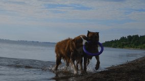 Two dogs on sea have fun in summer. German Shepherd and Australian play together in tug-of-war of one round toy. Aussie shakes off water. No people.