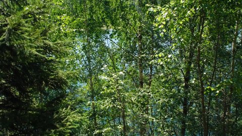 Beautiful landscape of Karelia in summer, Russia. View of lake through birch and spruce trees in summer. Dense green forest, leaves on branches swaying in wind. Nature without people.