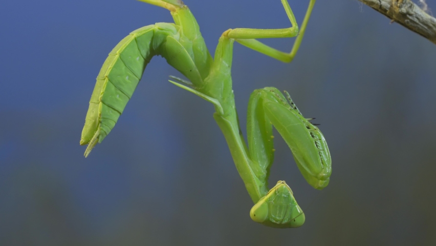 Close-up of vibrant green praying mantis sitting on bush branch and looking at camera on grasses and dark blue sky background