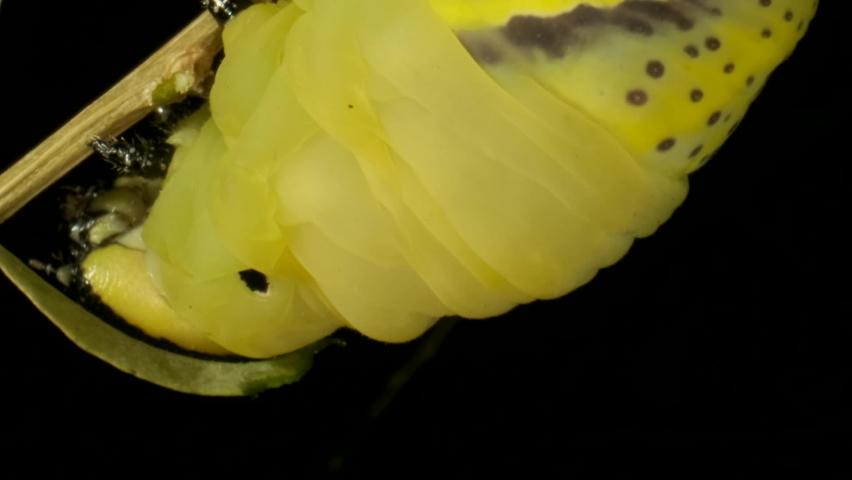 VERTICAL VIDEO: Сlose-up of Larva (caterpillar) of butterfly Death