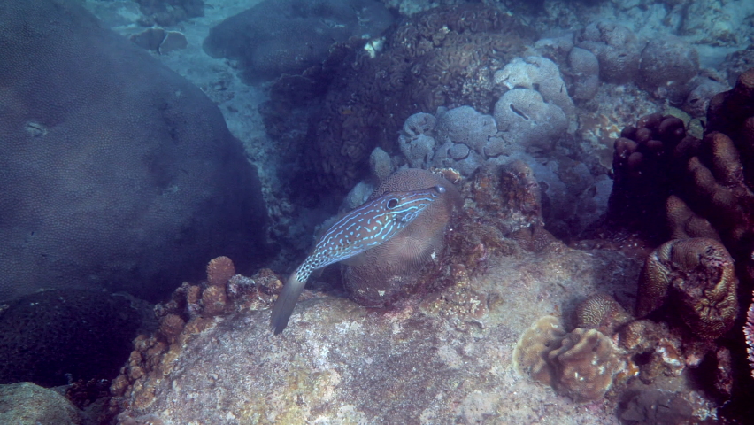 Underwater video of pair of scrawled filefish or aluterus scriptus in Gulf of Thailand. Close up of beautiful tropical fish swimming among reef. Wild nature, sea life. Scuba diving or snorkeling.