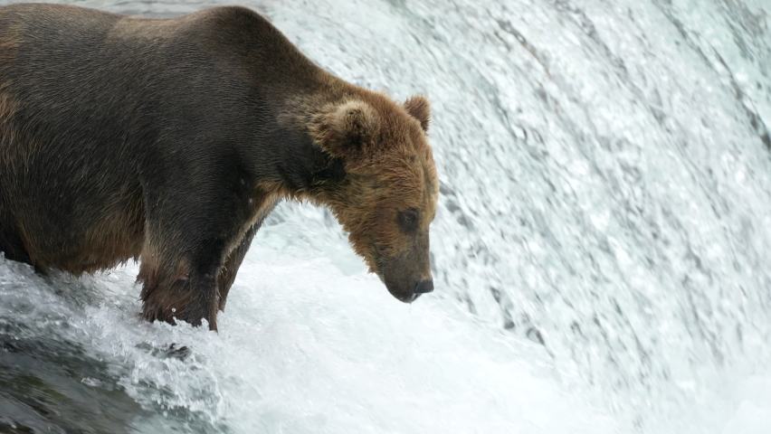 Brown Bear catching Sockeye Salmon at Brooks Falls - Slow Motion Royalty-Free Stock Footage #1093086413