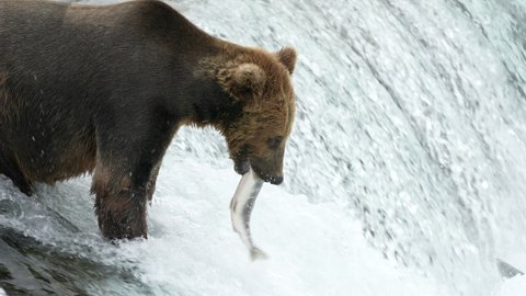 Brown Bear catching Sockeye Salmon at Brooks Falls - Slow Motion Video de stock