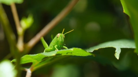 Isolated green Cricket insect living on wild natural habitat,wildlife macro animal Stockvideó
