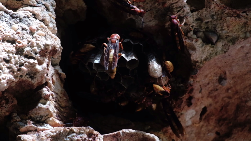 close-up video A large hornet was perched on a nest on the cave wall.