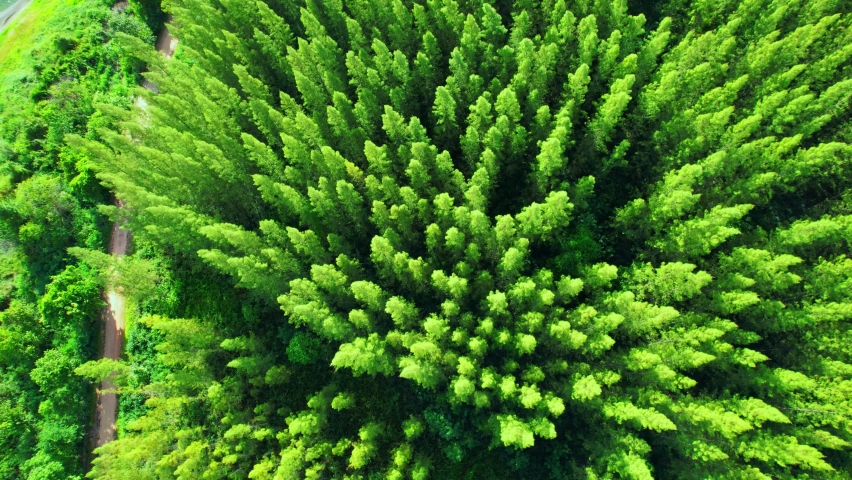 Aerial view from drone over pine forest. Pine forest in Ratchaburi Province, Thailand. Green nature background. Dynamic aerial shot. 4K
 | Shutterstock HD Video #1093089523