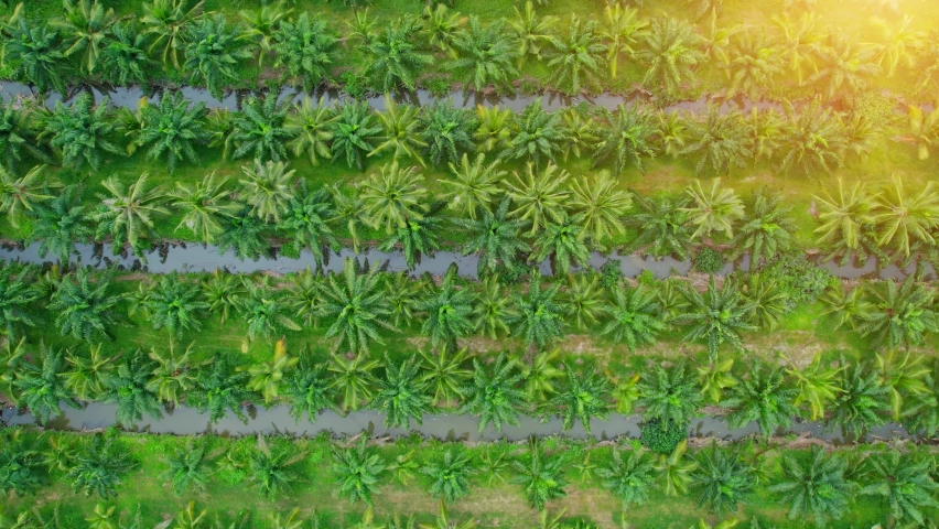 Drone fly over beautiful coconut plantations. tropical aerial birds-eye scene view. coconut planting industry. agriculture concept. Chumphon, Thailand. 4k
 | Shutterstock HD Video #1093089695