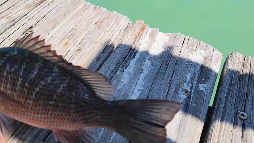 Snapper Fish Flops on Wooden Dock and Falls into the Ocean. Small Fishing Catch and Release off Jetty into Water. Closeup Royalty-Free Stock Footage #1093090177