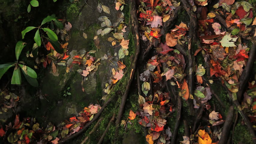Camera pans over colorful autumn leaves and tree roots