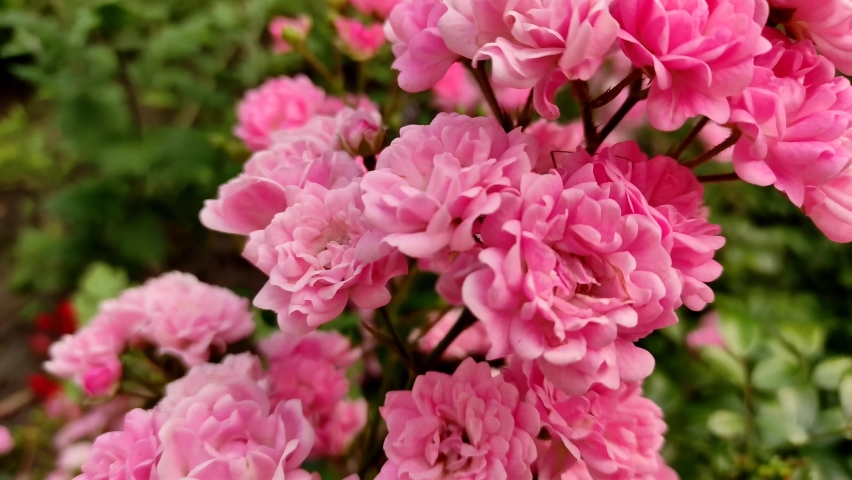 Small pink roses blooming in parks, landscape design garden | Shutterstock HD Video #1093097703