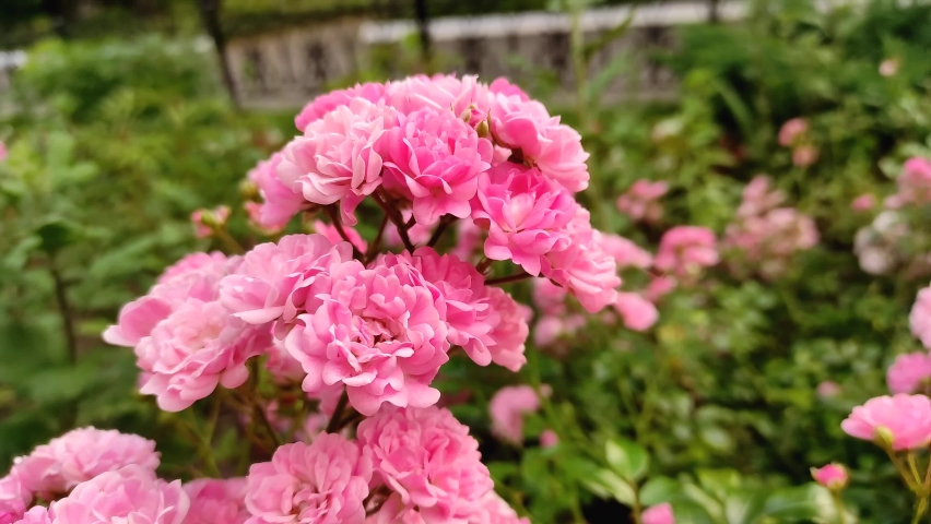 Small pink roses blooming in parks, landscape design garden | Shutterstock HD Video #1093097737