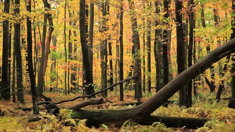 Camera dollies through a colorful autumn woods.