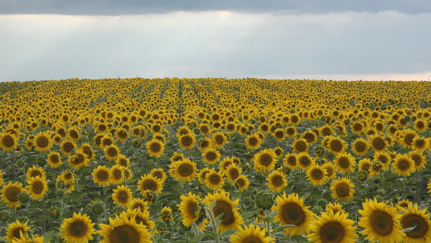 Yellow fields of sunflower culture under the cloudy sky