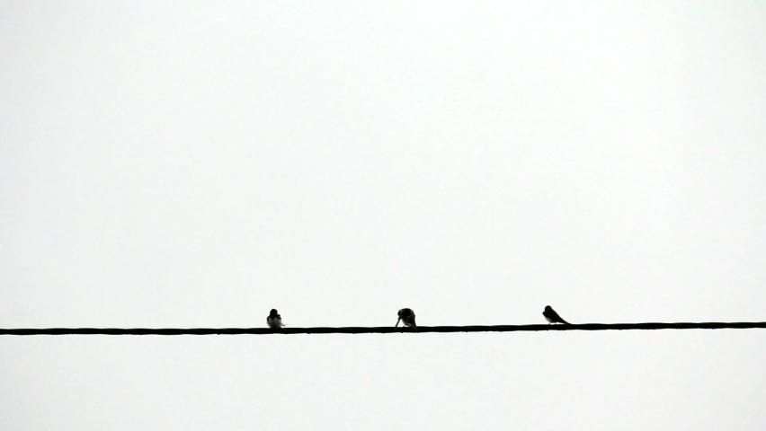 Birds on a wire after rain