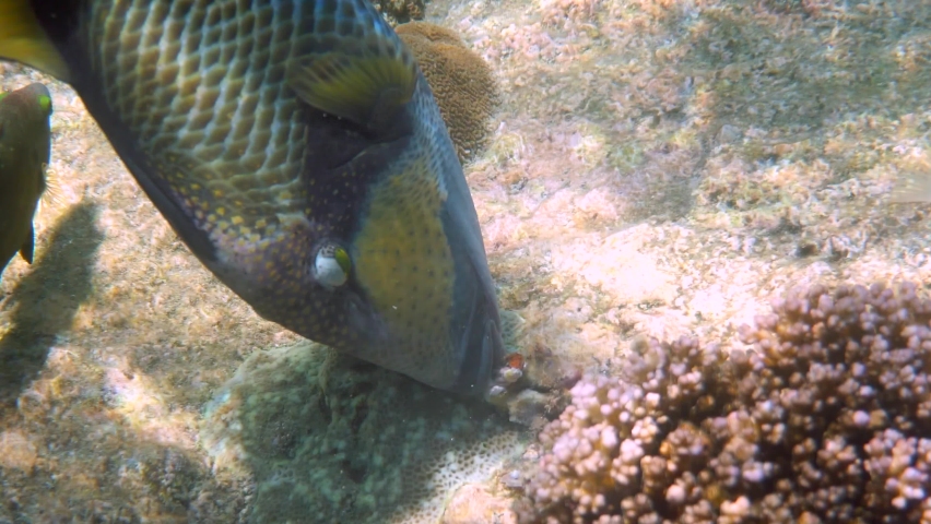 Underwater video of Titan Triggerfish or Balistoides viridescens in Gulf of Thailand. Giant tropical fish swimming among reef. Wild nature, sea life. Scuba diving or snorkeling.  Royalty-Free Stock Footage #1093121483