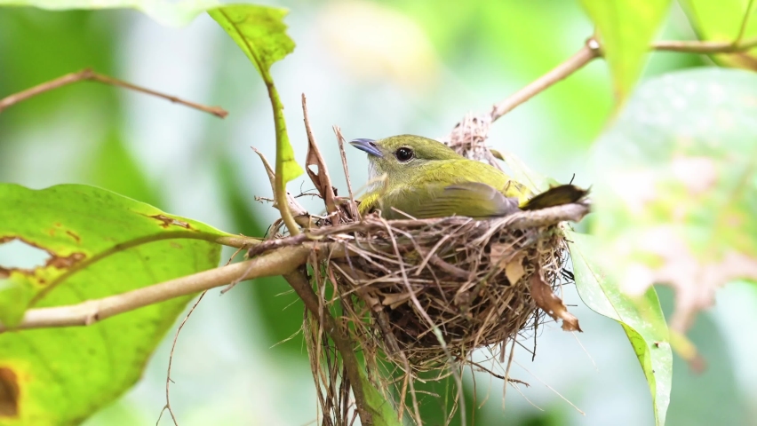 Female Orange Collared Manakin Sitting in its Birds Nest, a Beautiful Costa Rica Bird Close Up, Amazing Nature Shot of Central America Birdlife and Wildlife on a Birdwatching Trip Royalty-Free Stock Footage #1093126855