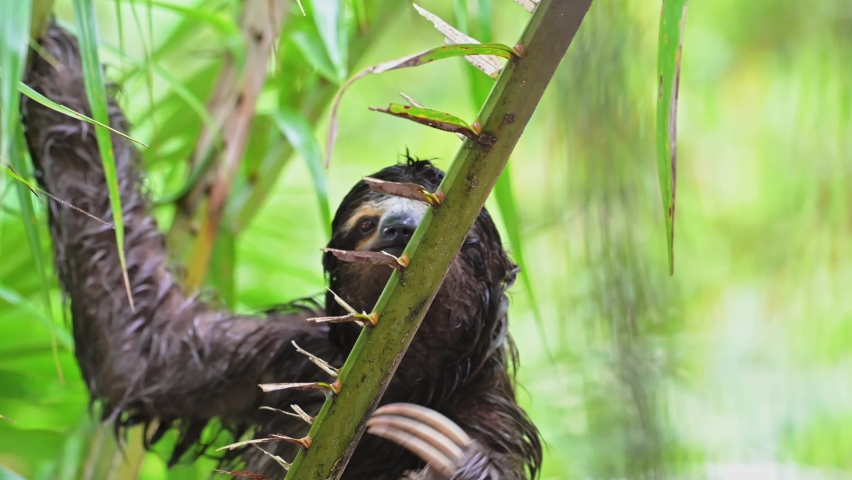Sloth in Rainforest, Costa Rica Wildlife, Climbing a Tree, Brown Throated Three Toed Sloth (bradypus variegatus) Moving Slowly in Tree in Tortuguero National Park, Central America Royalty-Free Stock Footage #1093126933