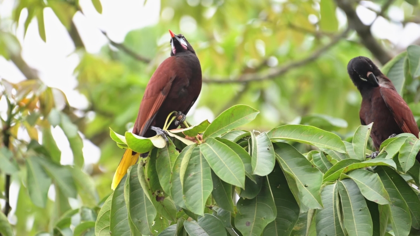 Montezuma Oropendola (psarocolius montezuma), Costa Rica Bird and Wildlife in the Rainforest in Tortuguero National Park, Central America, Sitting on a Branch in a Tree Royalty-Free Stock Footage #1093126943