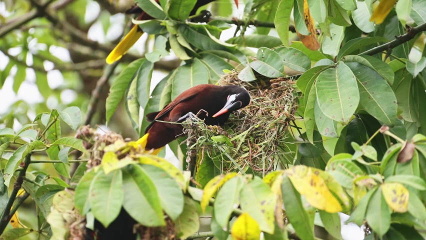Montezuma Oropendola (psarocolius montezuma), uilding a Nest in a Tree in the Rainforest of Costa Rica, Bird and Wildlife in Tortuguero National Park, Central America Royalty-Free Stock Footage #1093126945