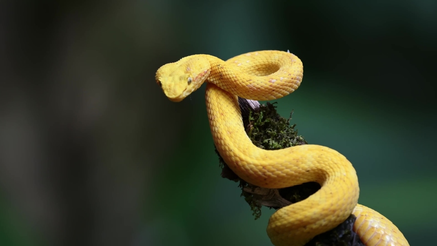 Costa Rica Snake, Wildlife of Eyelash Viper Snake (bothriechis schlegelii), Dangerous Rainforest Animals, Curled Up on Branch with Bright Yellow Brightly Coloured Venomous Snake, Royalty-Free Stock Footage #1093127043