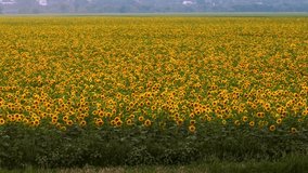 Aerial view of flowering sunflowers field. The concept of agricultural development. Yellow flowers. Drone video footage