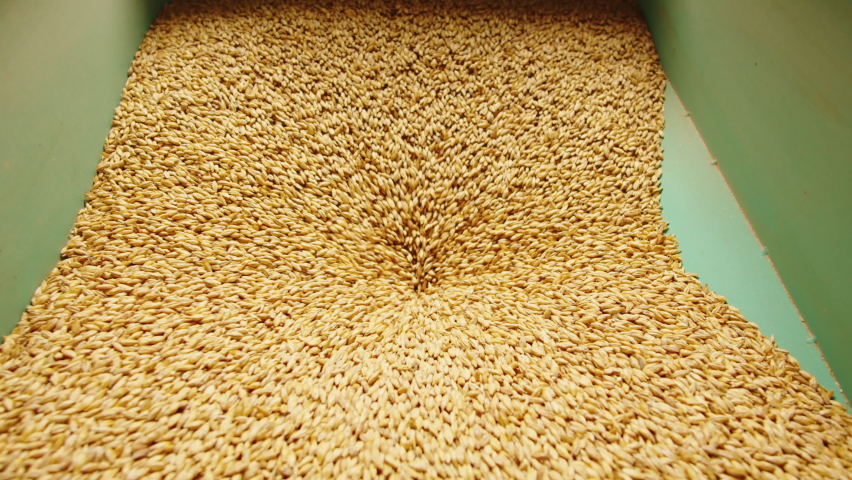 Craft beer production factory, brewery manufacture. Barley malt grains in conveyor close-up. Brewing, cooking alcohol in metal vats bottles.