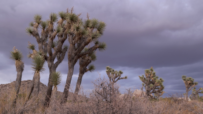 Joshua tree (Yucca brevifolia) is a perennial, evergreen plant. It grows in the deserts of the southwestern United States. Known as the Jesus tree.