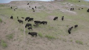 Aerial view of native bison buffalo grazing next to lake near caprock canyons state park in west Texas landscape - 4K Drone - Powered by Shutterstock - Get 15% off with code: PIKWIZARD15