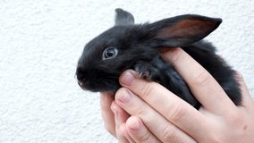 One little black rabbit sit in the man hands on a white background. Hare is a symbol of 2023 year by an eastern calendar. Cute pet. Easter holiday. Farm animals husbandry. Decorative breed. Video 4K.