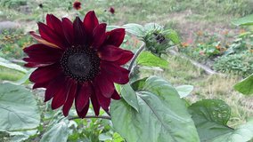An unusual black sunflower grows on a bed in the garden. For video presentation, advertising.