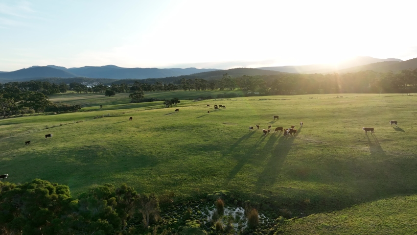cows in field, grazing on grass and pasture in Australia,on a farming ranch. Cattle eating hay and silage. breeds include speckle park, Murray grey, angus, Brangus, hereford, wagyu, dairy cows. Beach 
