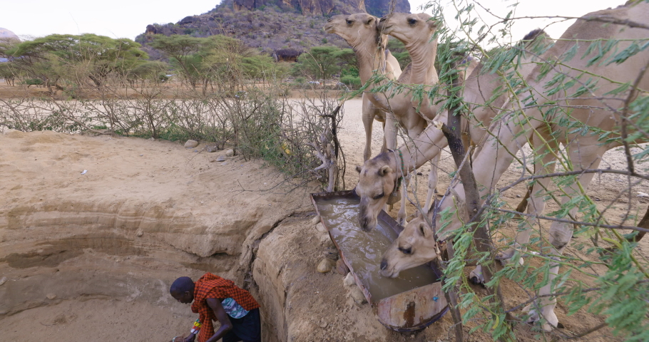 Climate change.drought.water crisis. Close-up.African men drawing water for camels from very deep wells due to persistant drought. Kenya | Shutterstock HD Video #1093146529